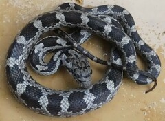 Pantherophis alleghaniensis