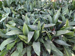 Aspidistra