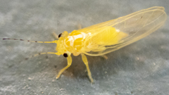 Cacopsylla annulata