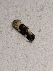 Acontia lucida