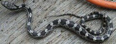 Pantherophis alleghaniensis