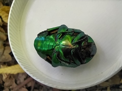 Protaetia speciosissima