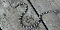 Pantherophis alleghaniensis
