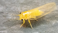 Cacopsylla annulata