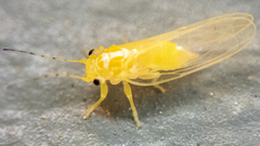 Cacopsylla annulata