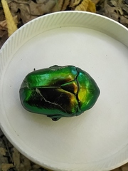 Protaetia speciosissima