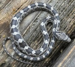 Pantherophis alleghaniensis