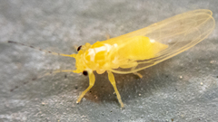 Cacopsylla annulata