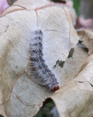 Noctuoidea