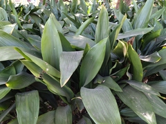 Aspidistra