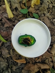 Protaetia speciosissima