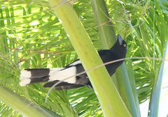 Strepera graculina graculina