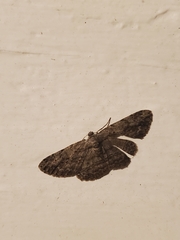 Anavitrinella pampinaria