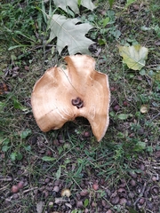 Lactarius scrobiculatus