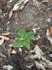 Trillium ovatum