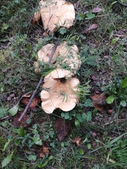 Lactarius scrobiculatus