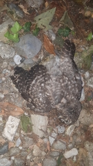Athene noctua