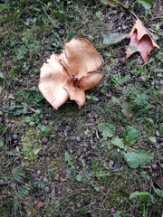 Lactarius scrobiculatus