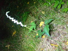 Spiranthes lacera gracilis