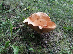 Lactarius scrobiculatus
