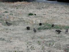 Sturnus vulgaris