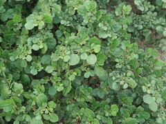 Trianthema portulacastrum