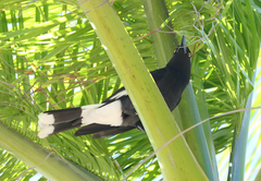 Strepera graculina graculina