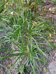Carex sylvatica