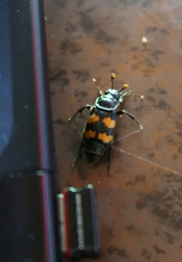 Nicrophorus interruptus