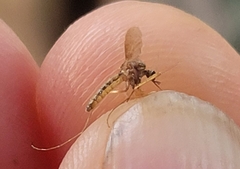 Aedes vexans