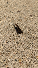 Dissosteira carolina