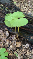 Sanguinaria canadensis