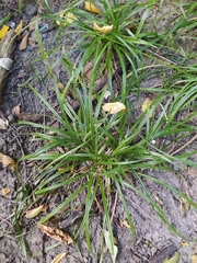 Carex sylvatica