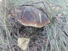 Boletus edulis