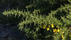 Ulex europaeus