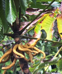 Ixothraupis punctata