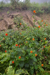 Nasa olmosiana