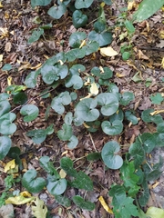 Asarum europaeum