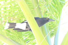 Strepera graculina graculina