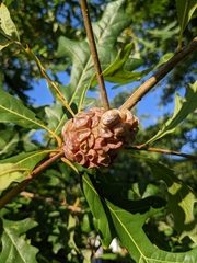 Andricus quercusstrobilanus