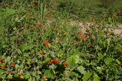 Nasa olmosiana