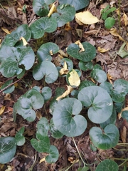 Asarum europaeum