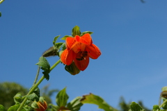 Nasa olmosiana