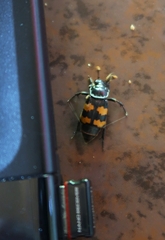 Nicrophorus interruptus