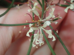 Hakea trifurcata