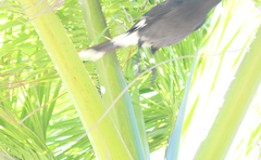 Strepera graculina graculina