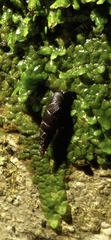 Clausiliidae