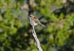 Junco hyemalis dorsalis