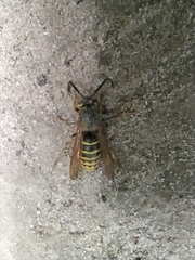 Dolichovespula media