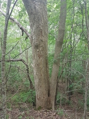 Fraxinus americana